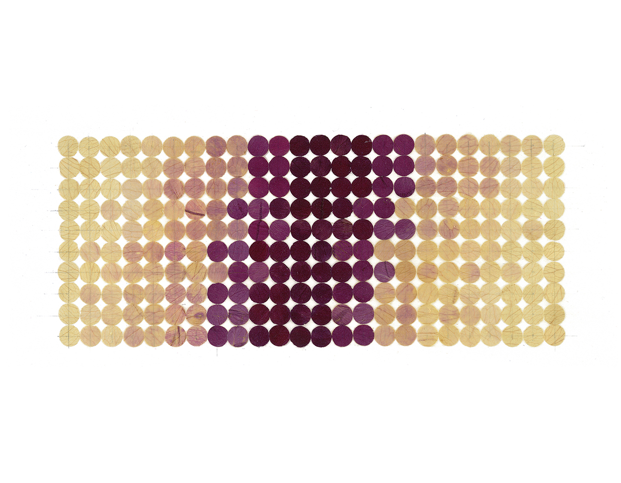 6 Rose Color Cycle